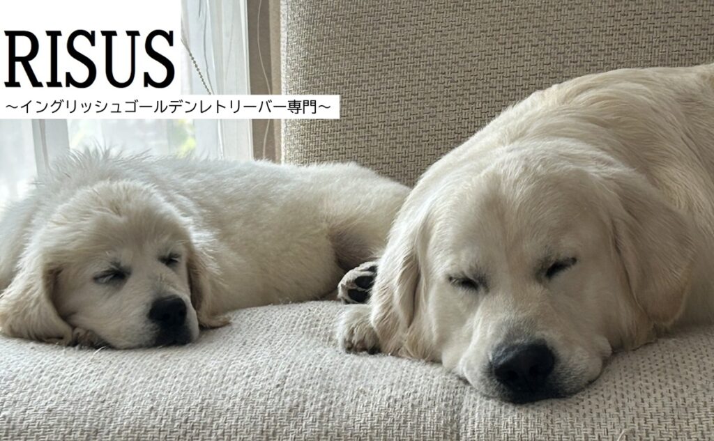 RISUS イングリッシュゴールデンレトリバー専門犬舎 | イングリッシュ